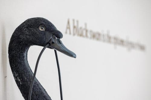 a black bird standing in front of a sign at The Black Swan Hotel in Bruges