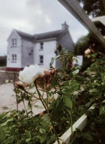a white bird sitting on a plant in front of a house at The Home House in Plumb Bridge