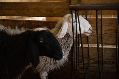 two sheep standing next to each other at Agriturismo Spigolo in Avesa