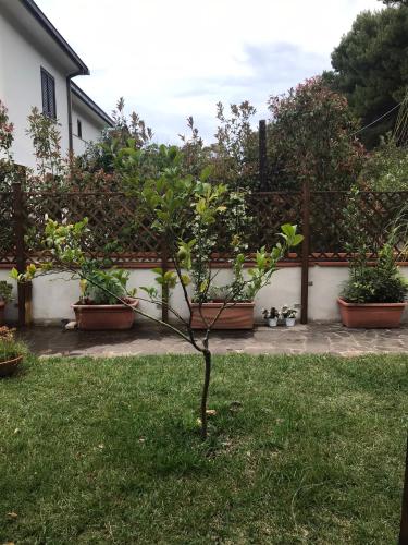 Taman di luar Il Pettirosso