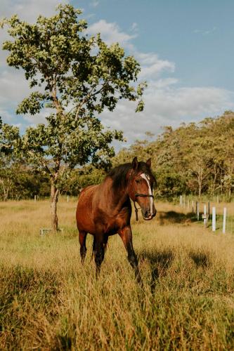 a brown horse standing in a field with a tree at EIT Eco Inteligente in Alto Paraíso de Goiás