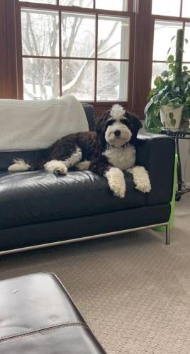 a stuffed dog is sitting on a couch at Maple City Farm Pet Friendly in Maple City