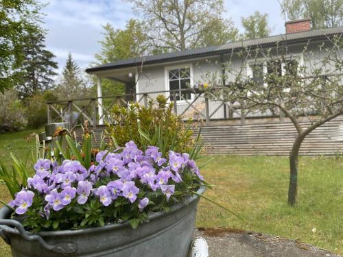 a pot of purple flowers in front of a house at 6 person holiday home in RONNEBY-By Traum in Ronneby