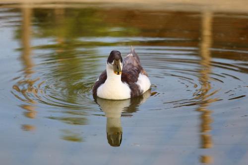 a duck is swimming in the water at Seven Generations Winery Hotel in Mechka