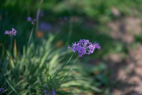 a close up of a purple flower in a field at Aria Rooms in Procida