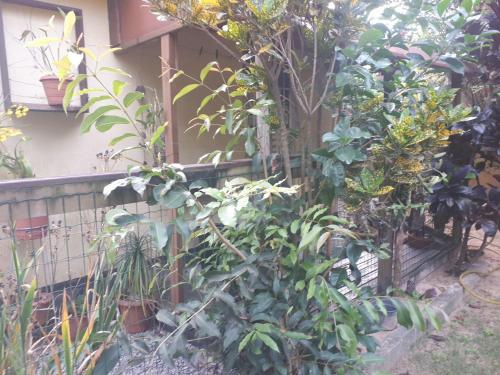 a garden in front of a house with plants at Mini casa (kit net) in Florianópolis