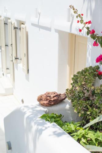 The George Hotel Mykonosにある庭