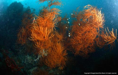 a group of orange seaweeds in the water at Sangat Island Dive Resort in Coron