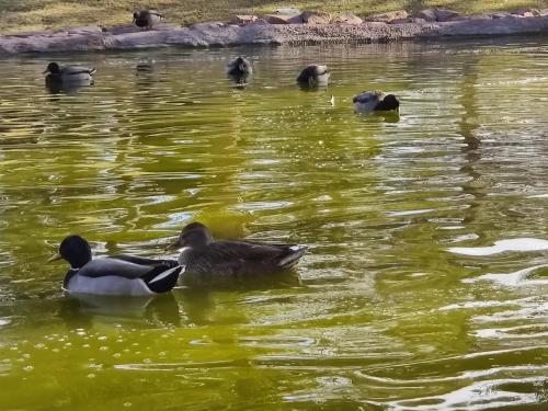 a group of ducks swimming in the water at Nice Private Room Close to Red Rock & Las Vegas Strip #3 in Las Vegas