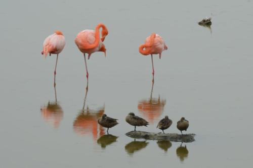 a group of flamingos standing in the water at Hostal Las Fragatas in Puerto Villamil
