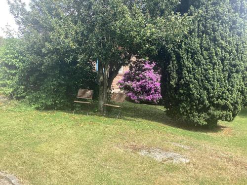 a park with two benches under a tree with purple flowers at 4 person holiday home in STENINGE in Steninge