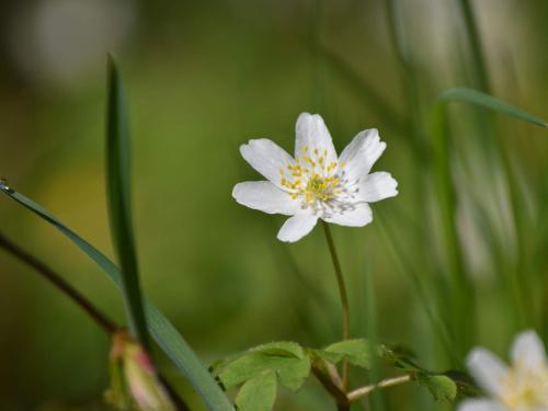 a white flower with a yellow center in the grass at 5 person holiday home in Åryd in Åryd