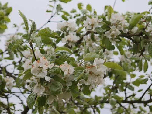 a flowering tree with white flowers on it at 6 person holiday home in VESSIGEBRO in Vessigebro