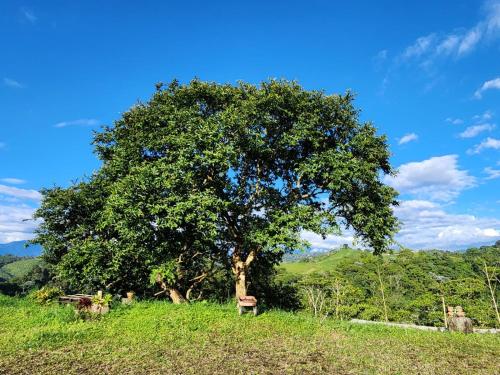 a tree in a field with a bench under it at Cabaña hospedaje Masinga in La India
