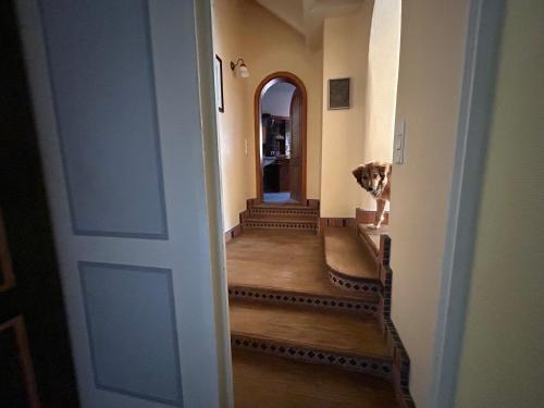 a dog sitting on the stairs of a hallway at Bergfohlenhof in Höchst im Odenwald