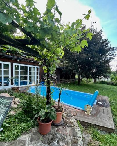 a small tree in pots next to a blue pool at Bergfohlenhof in Höchst im Odenwald
