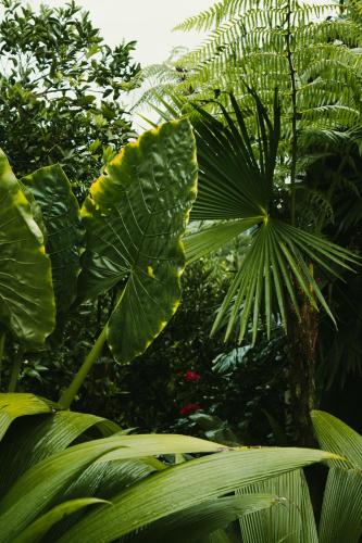 Fotografie z fotogalerie ubytování Amanatu Ecolodge & Spa v destinaci Quimbaya