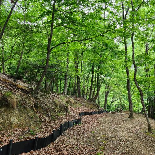 a forest with trees and a wooden fence at Picturesque Kyoto in Habu