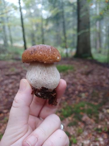 a person holding a mushroom in a forest at Zimski san in Ravna Gora