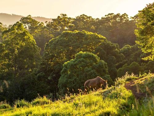a cow standing on a hill in front of a forest at Guanaba Farm by Tiny Away in Eagle Heights