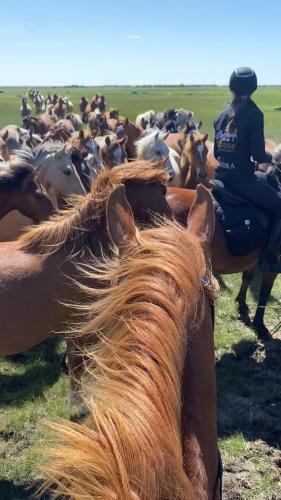 Gallery image of Tihuse Horsefarm B&B in Liiva