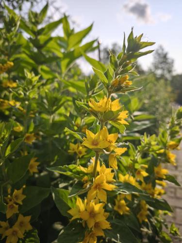a bunch of yellow flowers on a bush at Apartaments Gory in Niedzica Zamek