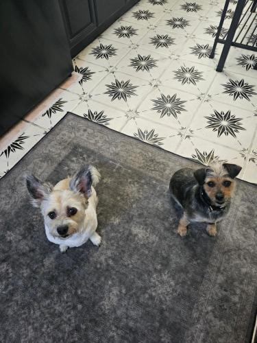 two dogs sitting on a rug in a room at Tranquility at the House of Alchemy Hollywood in Los Angeles