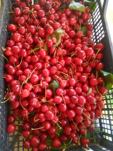a bunch of red cherries in a metal basket at Agriturismo U muinettu in La Spezia