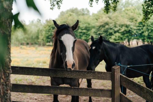 two horses are standing behind a fence at Ter Winterbeke op een steenworp van Poperinge in Poperinge