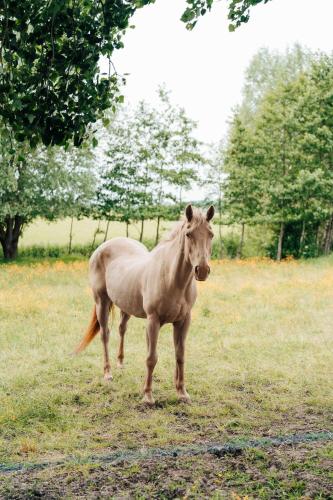 a brown horse standing in a field of grass at Ter Winterbeke op een steenworp van Poperinge in Poperinge
