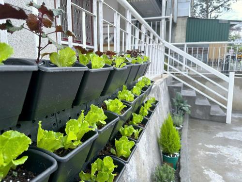 Gallery image of Somnia House in Da Lat