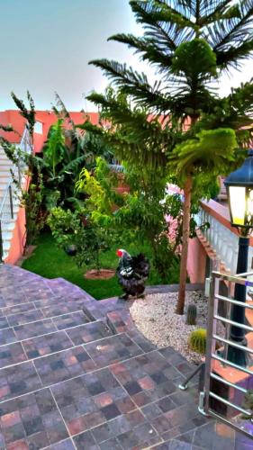 a bird standing in a garden with a tree at Riad dar asalam in Agadir
