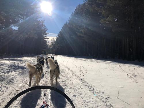 a group of dogs standing in the snow at Appartement avec forêt et vue, 2 chambres in Égat