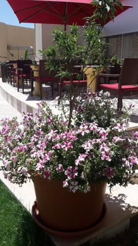 a large pot of flowers on a patio at Hotel Julius in El Jem