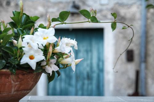 Fotografie z fotogalerie ubytování CasaMia v destinaci Orosei