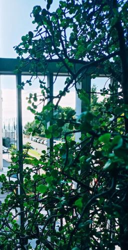 un arbre avec feuilles devant un bâtiment dans l'établissement Nice Family Apartement, à Nice