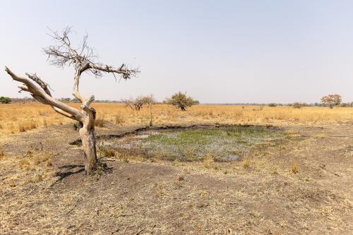 a dead tree in the middle of a field at Rain Tree Camp in Chunga