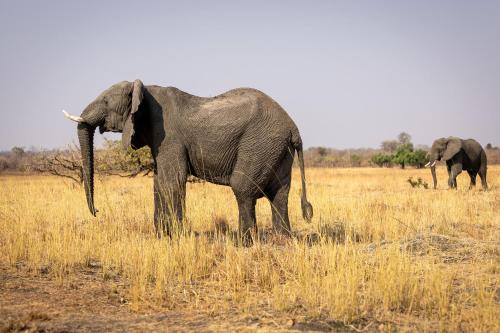 an elephant standing in a field with another elephant in the background at Rain Tree Camp in Chunga