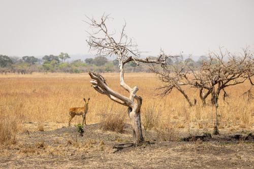a dead tree in a field with a deer in the background at Rain Tree Camp in Chunga