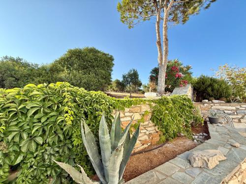 a garden with a cactus and a stone wall at Yaleena Residences in Drios