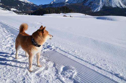 a dog is standing in the snow at Haus Bergfrieden in Lermoos