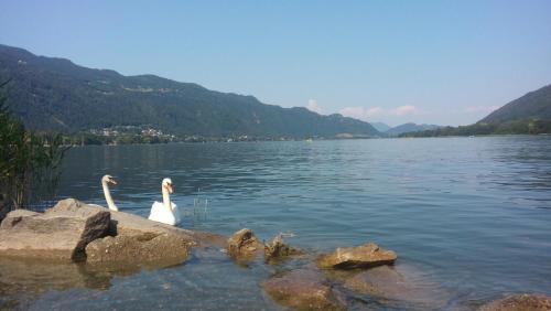 two swans in a lake with mountains in the background at Haus am Wald in Steindorf am Ossiacher See