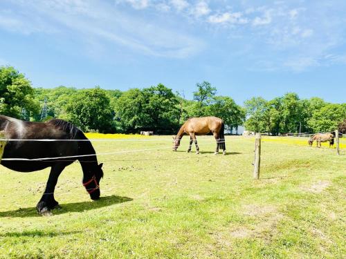 two horses grazing in a field behind a fence at Sure Hotel by Best Western Port Jérome - Le Havre in Notre-Dame-de-Gravenchon