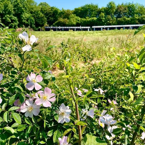 フェイバーシャムにあるThe Hopper Hutsの野原にピンクと白の花が咲いた茂み