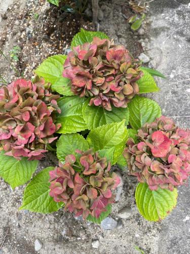 a group of plants with green leaves on the ground at AnNam Stay NEW HOTARUGAIKE in Toyonaka