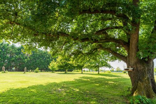 a tree in a park with a bench on it at Chambre Balneo in Mauléon-dʼArmagnac