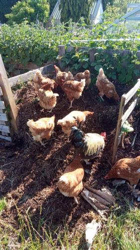 a group of chickens standing in the dirt in a garden at The Fold - Unique Cabin Nestled in Nature in Llangernyw