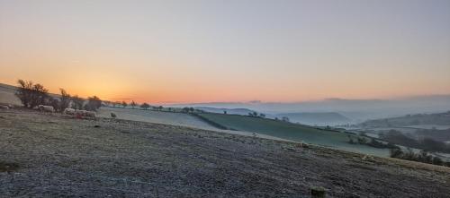a group of animals grazing on a hill at sunset at The Fold - Unique Cabin Nestled in Nature in Llangernyw