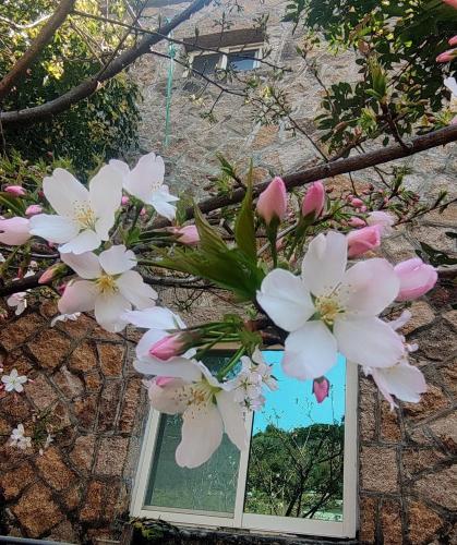 a bunch of pink flowers in a window at 津沙小筑 in Nangan