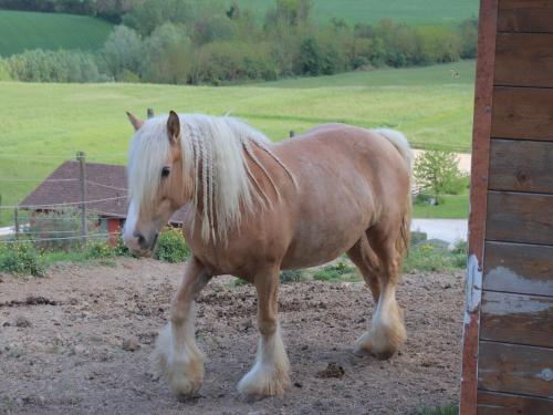 a brown horse standing in a field at Le Dame Country House, Marche in Montegranaro